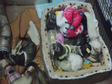 000137_0017_13.jpg